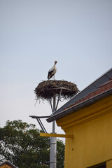 A stork sits in its nest on top of a chimney