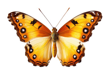 Close-up image of an orange and black butterfly with detailed wing patterns, isolated on a transparent background.