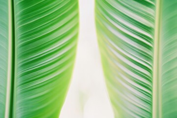 Aufkleber - Abstract Nature-Inspired Art - Symmetrical Green Leaves in Soft Light with Warm Beige Background