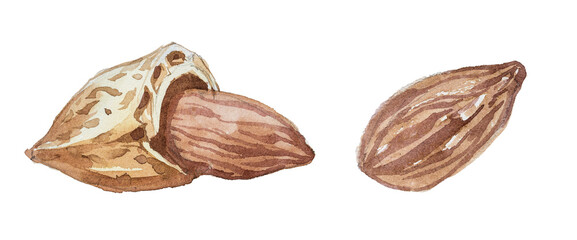 Watercolor almond nut illustration isolated on white.  Hand painted clipart of a natural food.