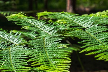 fern leaves in the forest