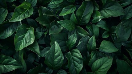 Poster - A close up of green leaves with a mood of serenity and calmness