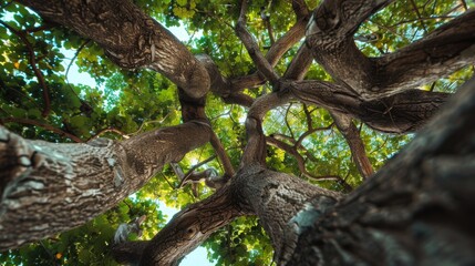 Aufkleber - Cross-shaped tree branches forming natural frame Close-up photo with clean background