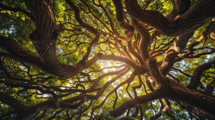 Aufkleber - Cross-shaped tree branches forming natural frame Close-up photo with clean background