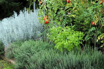 Wall Mural - Herbs and vegetables grown in the garden on an raised bed.