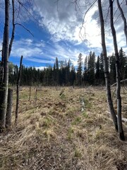 Pause at this opening along a trail within the beautiful boreal forest