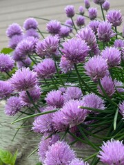 Fresh garden chives blooming