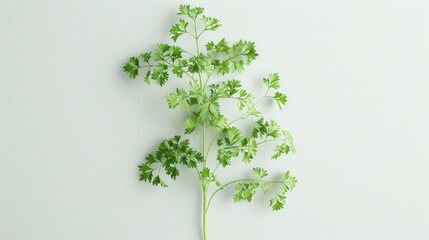 Aufkleber - A single green plant sits on a white surface, ready for use in various settings