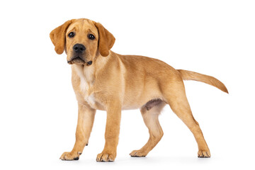 Wall Mural - Handsome 3 months old Labrador dog puppy, standing side ways. Looking towards camera. Isolated on a white background.