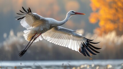 Wall Mural - Graceful White Stork Soaring in Isolation on a White Background