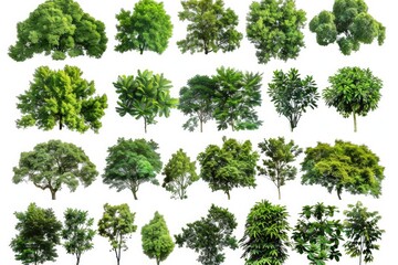 Poster - A group of trees stand on a plain white surface, creating a striking visual arrangement