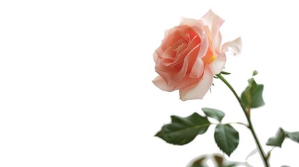 Poster - A single pink rose in a clear glass vase on a wooden table, perfect for any occasion or decoration