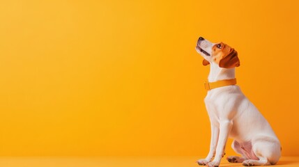 American Foxhound isolated on colorful pastel background.