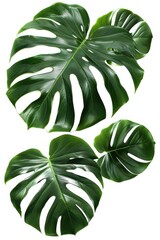 Poster - A pair of large green leaves sit atop a plain white background, offering a clean and minimalist design