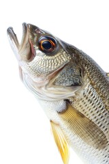 Poster - A close-up of a fish's mouth open, suitable for use in educational materials or scientific presentations