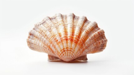 Poster - A close-up photo of a single shell on a white surface