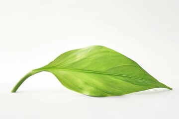 Poster - A single green leaf rests on a white surface