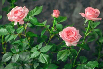 Poster - A bouquet of pink roses arranged together on a surface