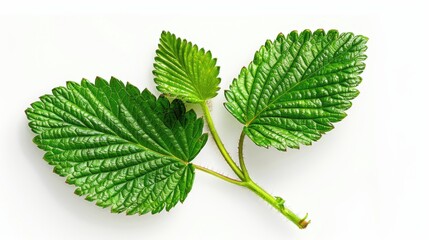 Poster - A close-up shot of two green leaves on a white surface, suitable for use in nature-inspired designs or as a decorative element