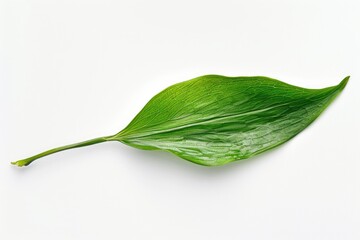 Poster - A single green leaf sits on a pure white surface