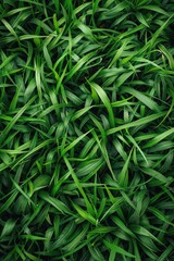 Poster - A close-up shot of fresh and vibrant green grass, suitable for use in environmental or nature-themed designs