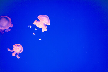 Colorful jellyfish with lights in aquarium