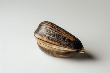 Poster - A close-up view of a shell on a white surface, suitable for use in still life photography or product design
