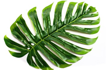 Poster - A close-up shot of a single green leaf on a white background