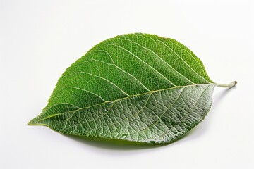 Sticker - A detailed view of a single leaf on a white surface, perfect for decoration or illustration