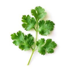 Poster - Fresh green leaves arranged on a white surface, great for decoration or design