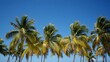 © PondLord - A tranquil beach resort scene with palm trees swaying in the gentle breeze and a clear blue sky