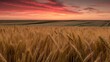 © Kartik - Wheat field on sunset