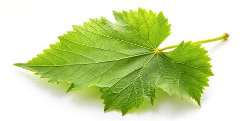 fresh green leaf of grape isolated on white background asymmetrical, agriculture, vine, white backgr