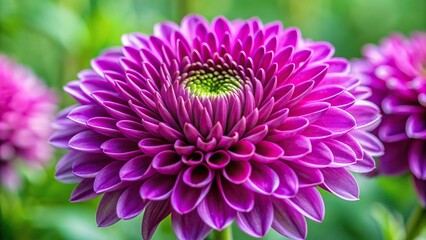 Extreme close up of a vibrant purple Chrysanthemum flower with a blur green background, nature, macro, vibrant, blur, petal, blossom, extreme close-up, background, green, flower, close-up