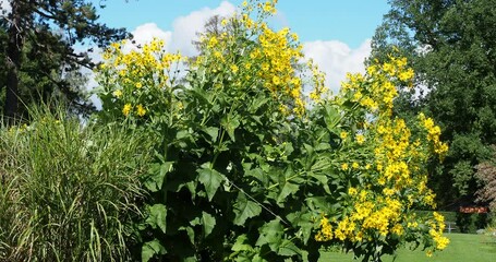 Poster - (Silphium perfoliatum) Apparence majestueuse d'un sylphe perfolié à floraison jaune au sommet de tiges penchées portant de grandes feuilles en forme de coupe, décorant les allées d'un parc