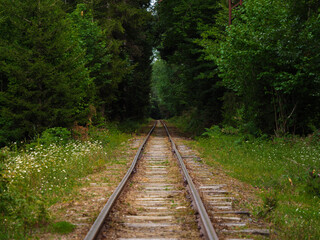 Quiet railway tracks tretch into the distance through lush green forest on a serene day.