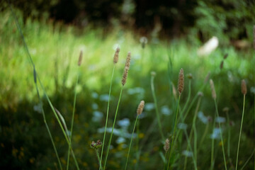 Flowering field grass in a green meadow, Alopecurus pratensis