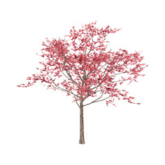 pink tree with transparent backgrount
