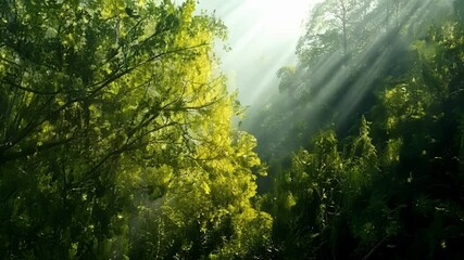 Aufkleber - Sunlight filtering through lush green forest creates serene atmosphere, illuminating leaves and branches in tranquil setting. Capturing essence of growth and wild beauty in nature