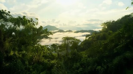 Aufkleber - Golden sunlight is beaming through the forest canopy, illuminating a thin layer of mist floating above the lush, green ferns and moss covered rocks