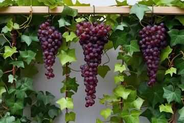 Wall Mural - Vibrant Green Grape Ivy Hanging Plants with Distinctive Border Accents