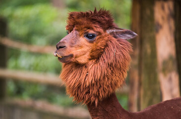 Brown color alpaca in open zoo or contact farm