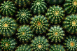 © Kristina K - A group of green cacti Top view. Floral background with lots of identical cacti