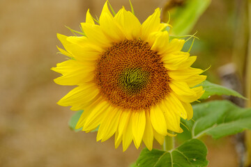 Lovely yellow Sunflower blossom with green leaves