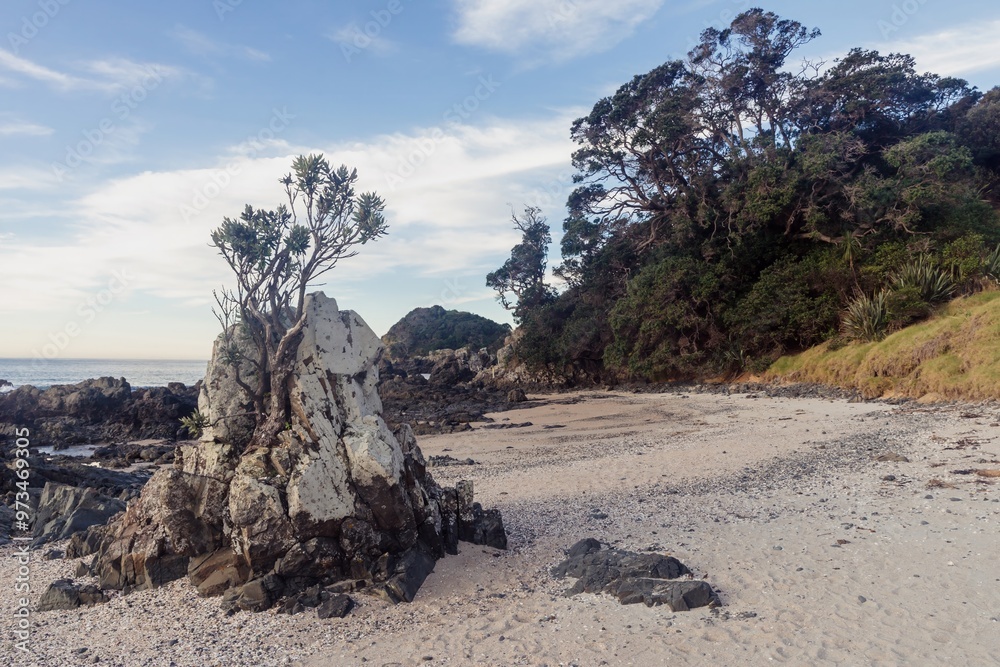 Giant rock with pohutukawa tree growing from it. Tawharanui, Warkworth ...