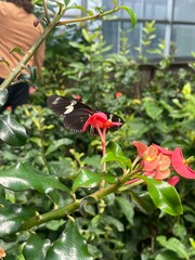 butterfly on flower