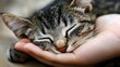 © Jirapron - A peaceful kitten resting comfortably in a hand, showcasing the bond between humans and pets in a serene moment.