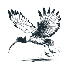 Poster - The flying wild ibis bird. Black white vector illustration.
