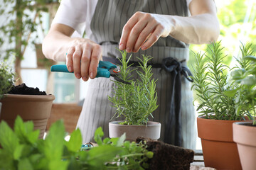 Woman pruning rosemary with secateurs at table among other potted herbs, closeup