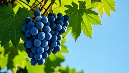 Wall Mural -  Bountiful blue grapes ripe for the picking